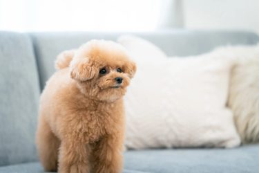 犬には霊が見えている？吠える他にどんな行動をとっているの？