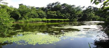 じゅんさい池公園ではどんな霊が彷徨っている？行ってはいけない理由も！
