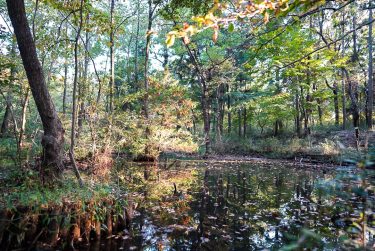こんぶくろ池で起こる心霊現象が怖い！何があった場所？